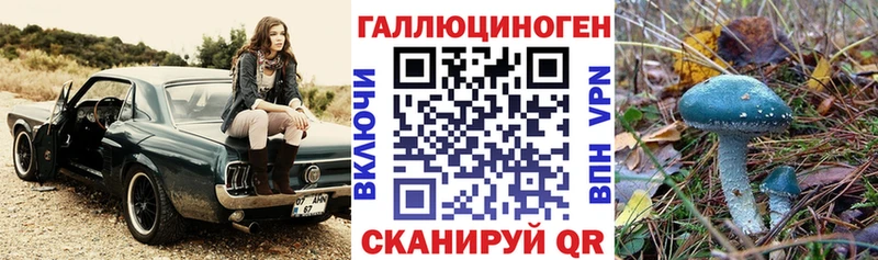 дарнет шоп  Звенигово  Галлюциногенные грибы Psilocybine cubensis 